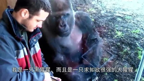 猩猩玩游戏,揭秘灵长类动物的娱乐智慧